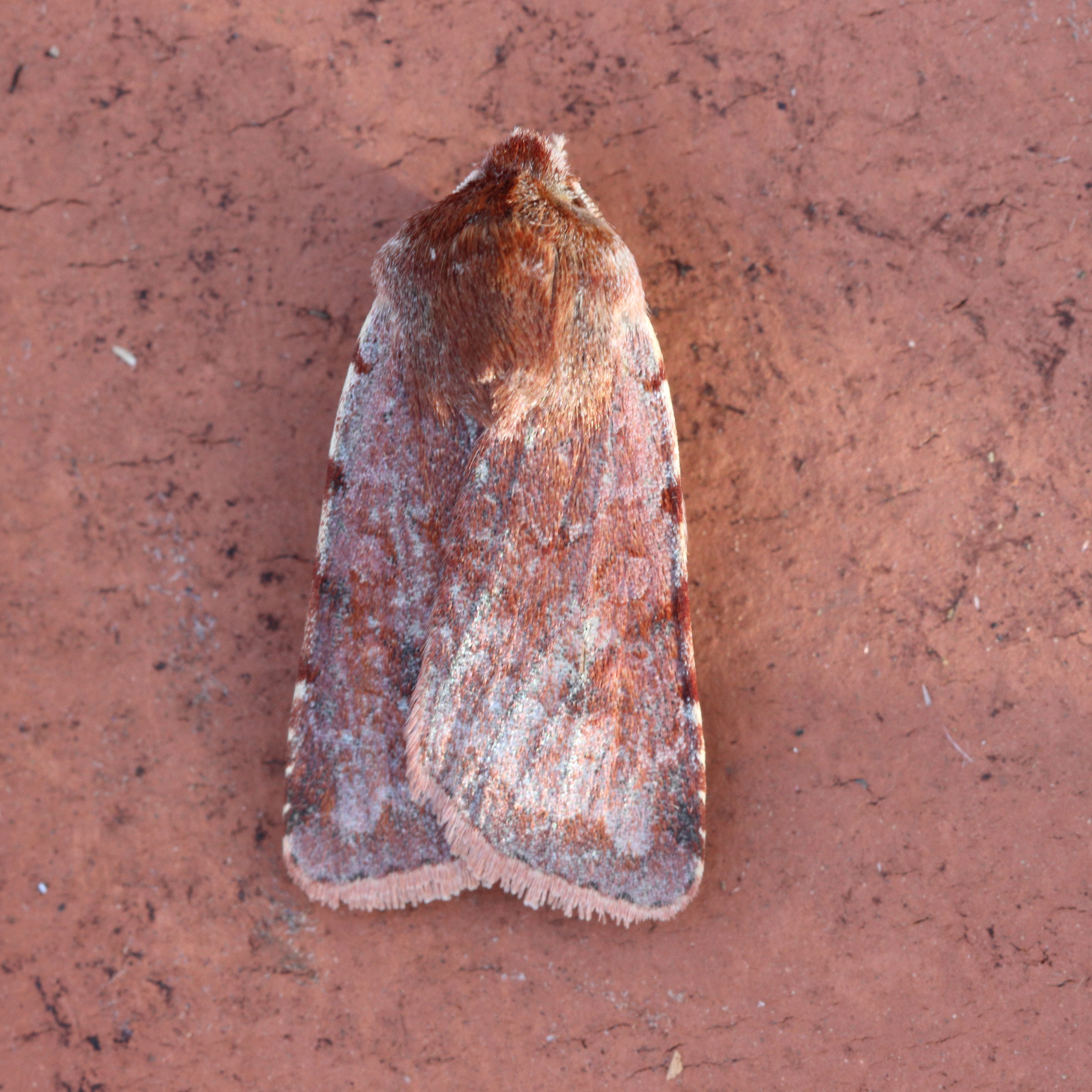 Photo of Red Chestnut (Cerastis rubricosa)